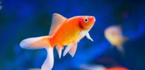 13th World Congress on Aquaculture & Fisheries - 180w