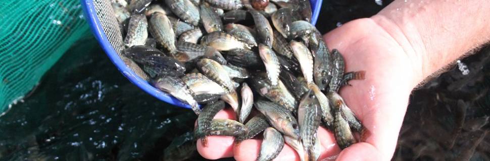 Mercado interno e exportações devem impulsionar a piscicultura