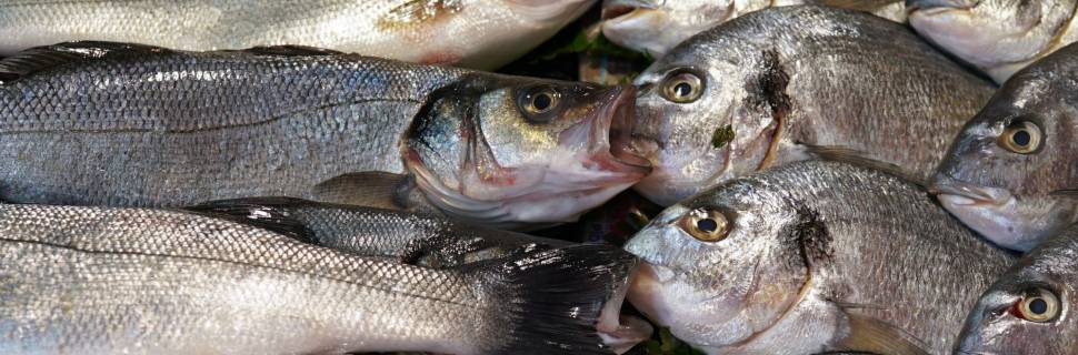 Valores do pescado têm alta em setembro após sequência de deflação