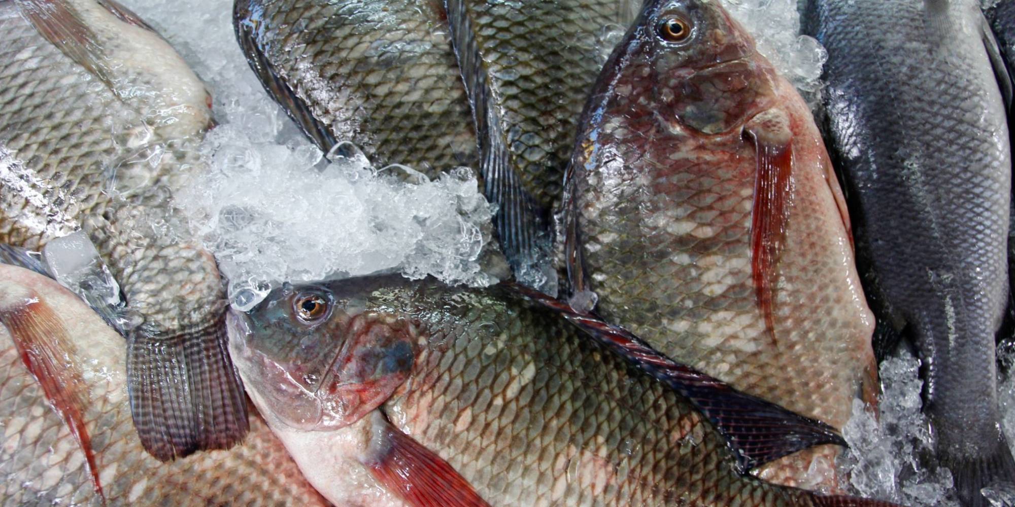 CNA e PeixeBR criticam nova portaria sobre transporte de pescado CNA e PeixeBR criticam nova portaria sobre transporte de pescado