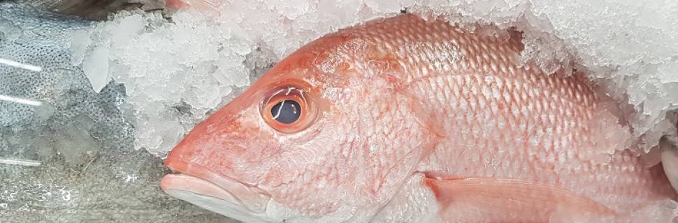 China habilita três novas plantas frigoríficas de pescado do Brasil
