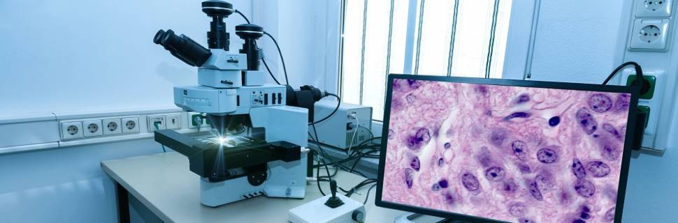 Pathovet quer popularizar biotecnologia no diagnóstico de doenças