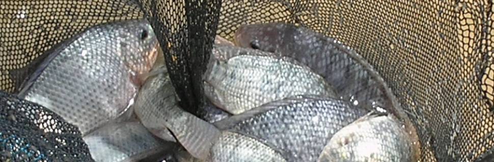 >Mar & Terra é vendida para Paturi e só terá tilápia Mar & Terra é vendida para Paturi e só terá tilápia