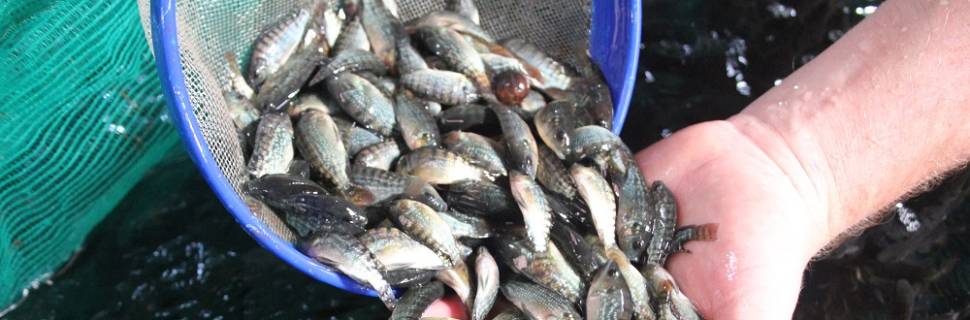 Cessão de águas públicas pode quintuplicar produção de peixes
