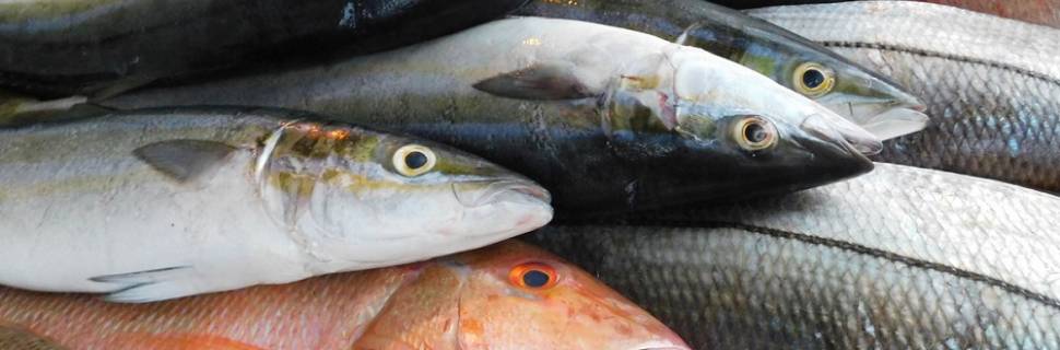 EUA dá exemplo e lança pacote de estímulo ao pescado