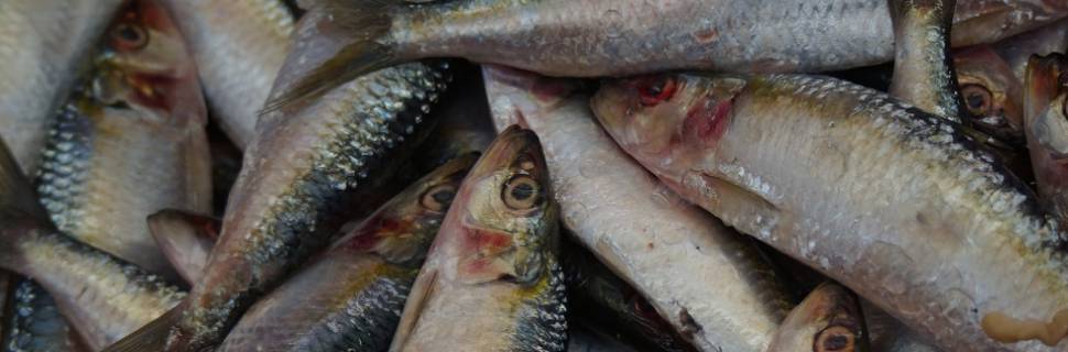 Importações de pescado caem até agosto