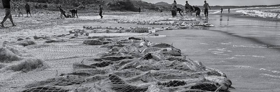 >Vai e vem: Justiça libera safra de tainha industrial Vai e vem: Justiça libera safra de tainha industrial