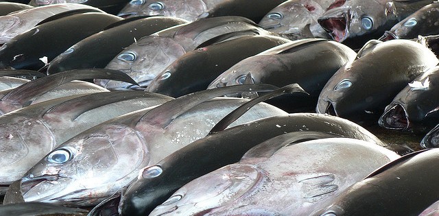 Pescadores de Itajaí estão paralisados e querem repasse do preço