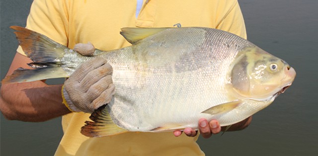 Sebrae MT reedita evento focado em cultivo de peixes nativos; peixaria e entreposto móvel são novidades