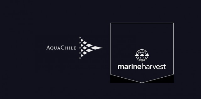 Aquachile e Marine Harvest podem se tornar uma só empresa no Chile