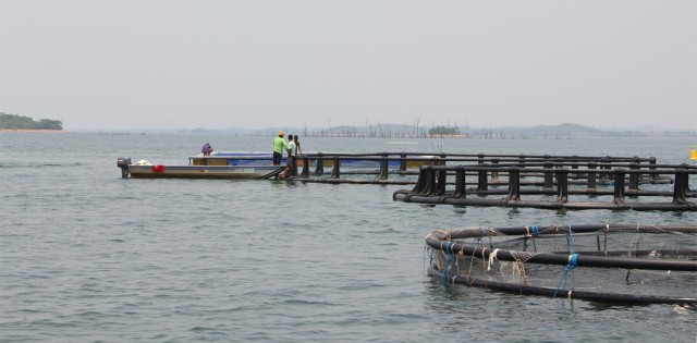 Condições climáticas e entraves em licenciamento contêm expansão da piscicultura, diz PeixeBR