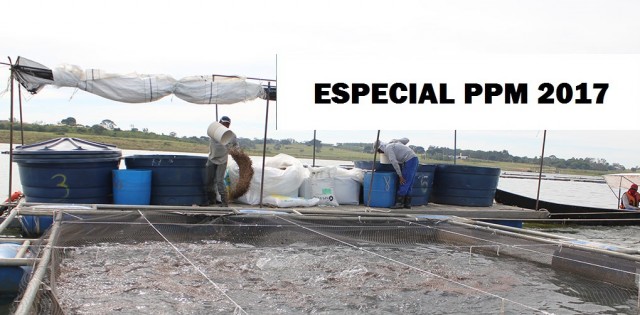 Especial PPM 2017: tilápia representa 58,4% da piscicultura nacional e PR lidera