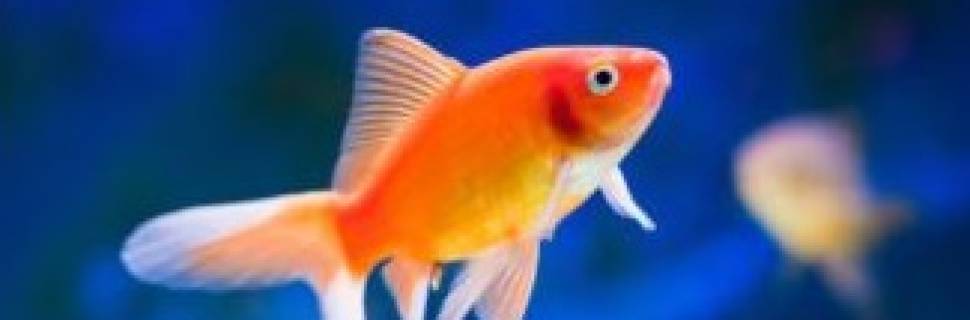 13th World Congress on Aquaculture & Fisheries 13th World Congress on Aquaculture & Fisheries