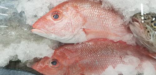 Análise da Balança Comercial de Pescado 2019 – Parte 2