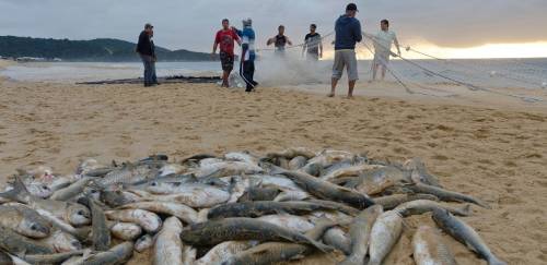  É hora de pensar em um pacto para a pesca da tainha