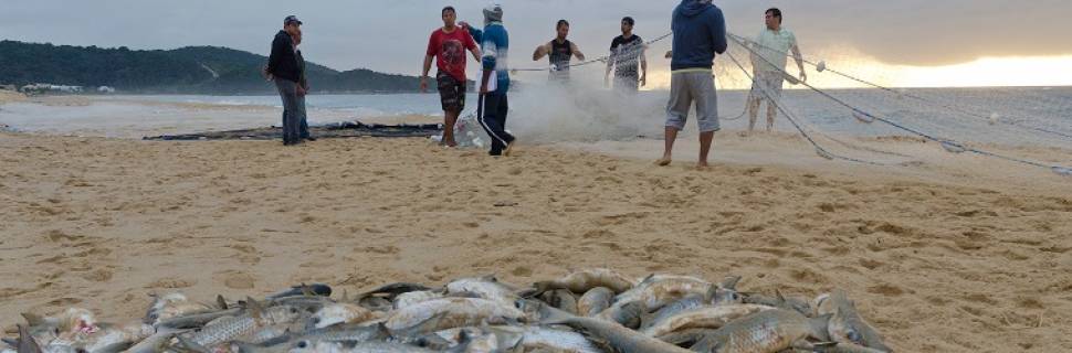  É hora de pensar em um pacto para a pesca da tainha