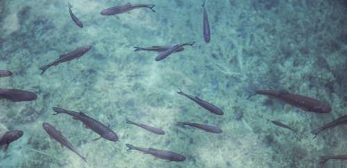  Nova diretoria da Aquabio toma posse para o biênio 2020-2022 