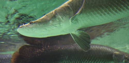 Piscigranja adquire alevinagem de RO da Mar & Terra