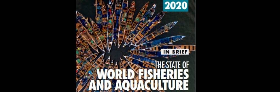 Sofia 2020: Produção de pescado chega a 179 milhões de t em 2018 Sofia 2020: Produção de pescado chega a 179 milhões de t em 2018