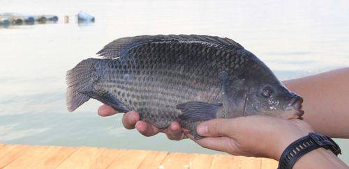 Desenvolvidas novas tecnologias para cultivo de tilápia e algas Desenvolvidas novas tecnologias para cultivo de tilápia e algas