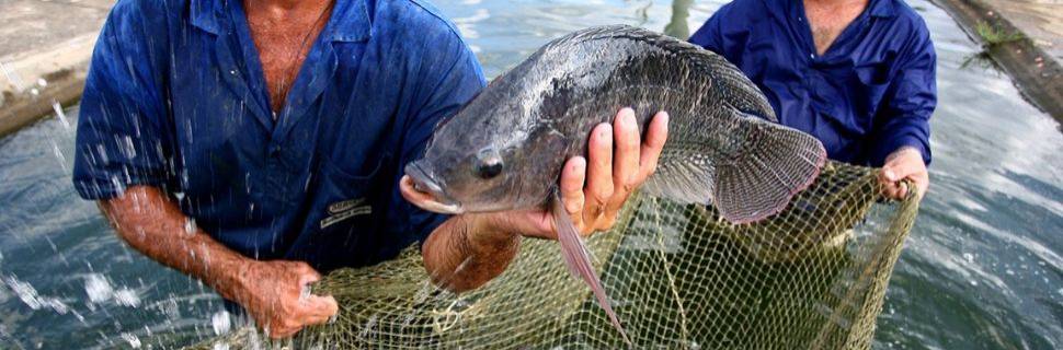 PeixeSP manisfesta preocupação com nota do MMA sobre a tilápia