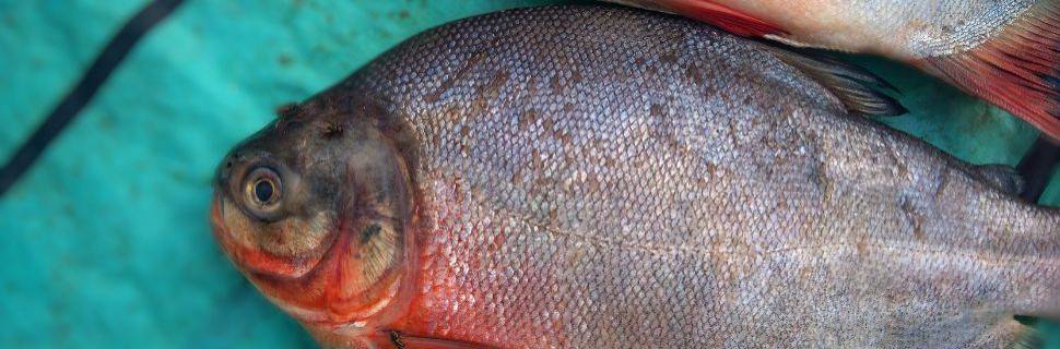 Tocantins registra alta de 31% na piscicultura e mira o Top 5 nacional