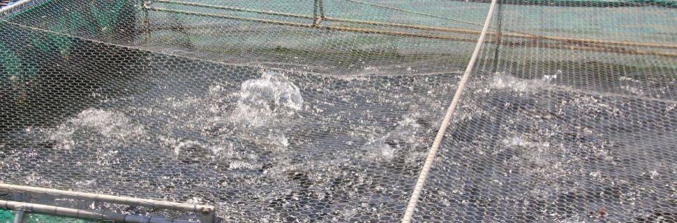 Larvas desidratadas de BSF: nova tendência na aquicultura brasileira