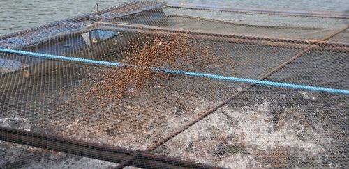 Paraná desonera ICMS sobre rações e insumos para piscicultura Paraná desonera ICMS sobre rações e insumos para piscicultura