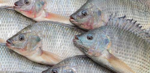 Audiência vai debater isenção do PIS/Cofins da ração para aquicultura