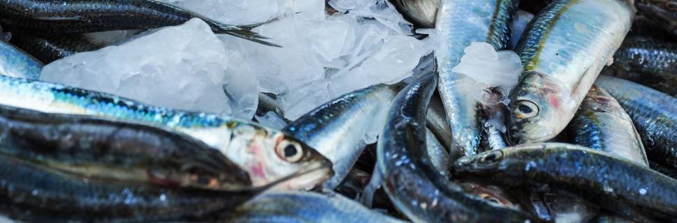 >Preço do pescado varia 4,30% em setembro, conforme Índice CEAGESP Preço do pescado varia 4,30% em setembro, conforme Índice CEAGESP