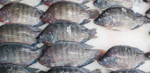 Valores da tilápia têm outra queda ligeira no mês, conforme Cepea