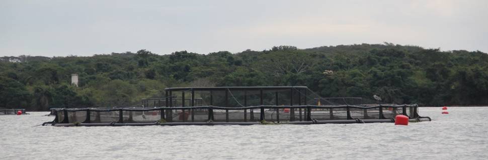 Tilabras poderá triplicar sua produção de tilápia com fundo europeu