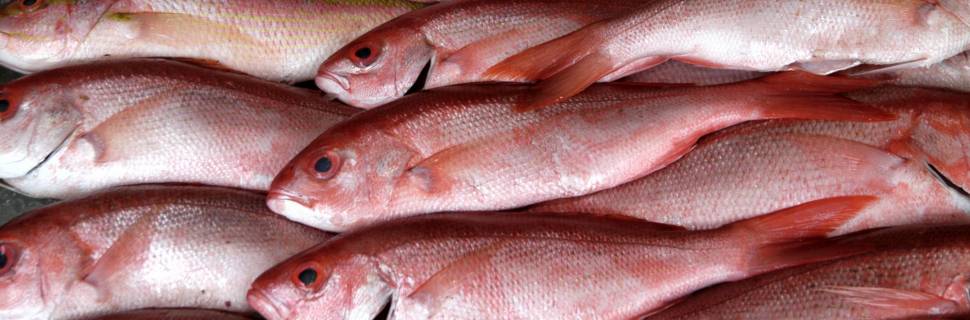 Portaria Interministerial libera estocagem do pargo