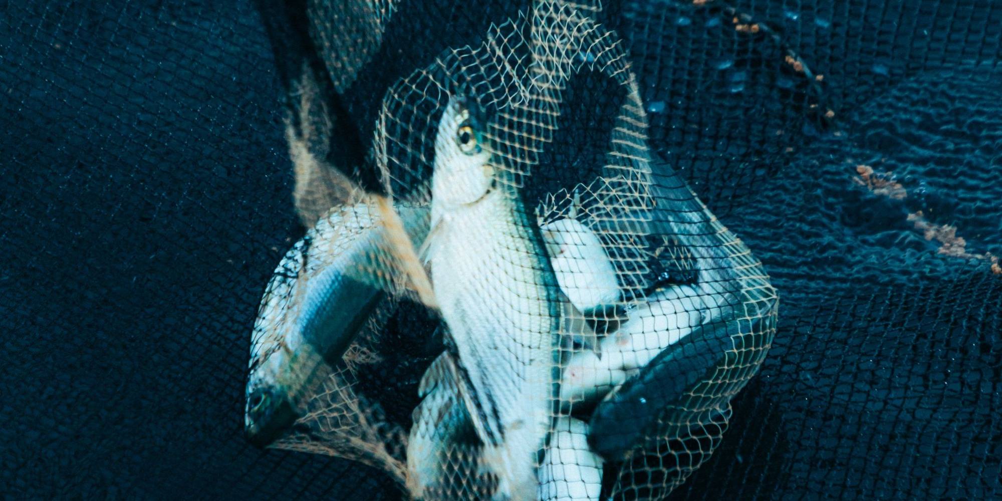 Tamanho mínimo de captura e o impacto na perpetuação das espécies