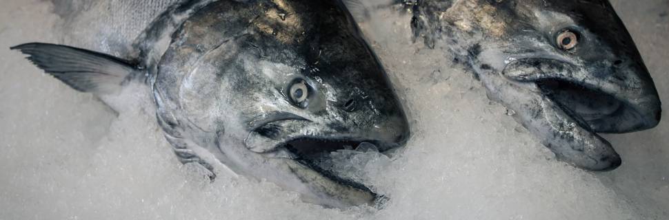 >A saga do pescado congelado - Parte 1 A saga do pescado congelado - Parte 1