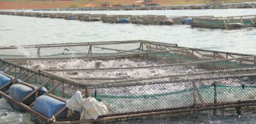 Veja as regulamentações para implantação de aquiculturas no Brasil