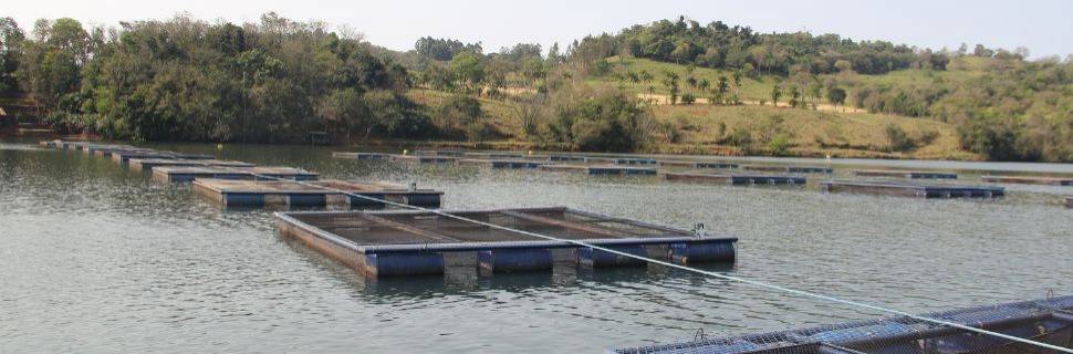 Produção de tilápia em São Paulo registra alta de 4% em 2025