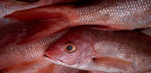 Pargo: nova safra, velhos problemas Pargo: nova safra, velhos problemas