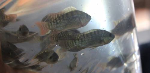 Tilápia representa 63,5% da produção de peixes no Brasil em 2021