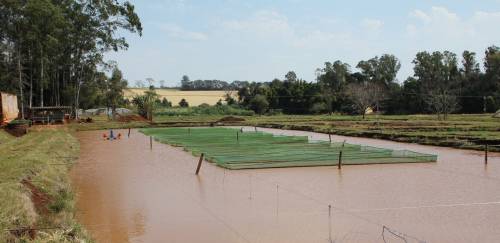 Em período pandêmico, piscicultura nacional tem ascensão ininterrupta Em período pandêmico, piscicultura nacional tem ascensão ininterrupta