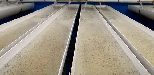 Dedicação total em terra sergipana Dedicação total em terra sergipana