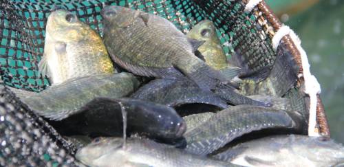 Tilapicultura em Morada Nova: a nova preciosidade mineira Tilapicultura em Morada Nova: a nova preciosidade mineira