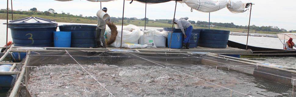 O uso de suplementos na ração para aquicultura 