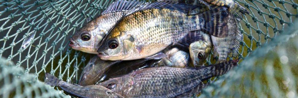 Epagri investe R$ 3,7 milhões e amplia campo de piscicultura em SC