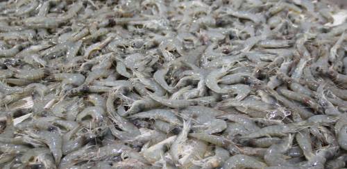 Carcinicultura brasileira busca retornar ao mercado internacional Carcinicultura brasileira busca retornar ao mercado internacional