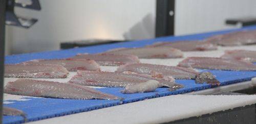 C.Vale amplia abate de tilápias e conquista selos internacionais