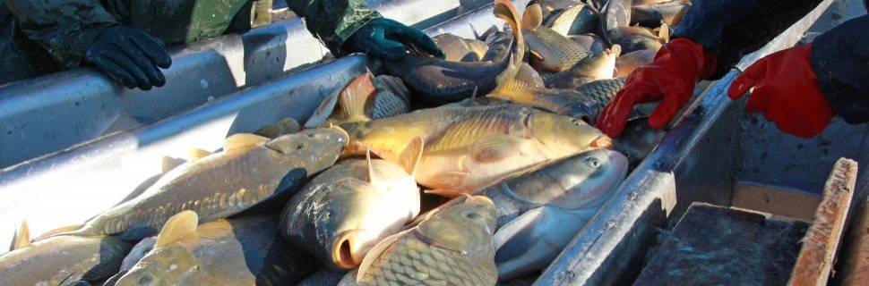 SIF: Garantia de qualidade e acesso aos mercados interno e externo