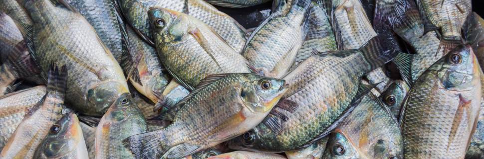 >Lei paraguaia avança sobre cultivo de tilápia em Itaipu Lei paraguaia avança sobre cultivo de tilápia em Itaipu