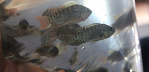 Embrapa e Itaipu assinam acordo para produção de peixes em bioflocos