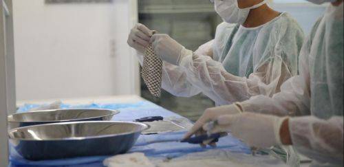 Novidades na produção de biomaterial de pele de tilápia liofilizada